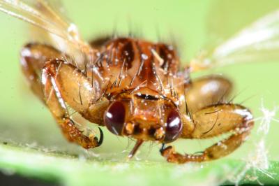 Lipoptena cervi
