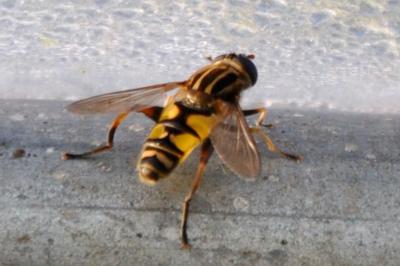 Helophilus pendulus