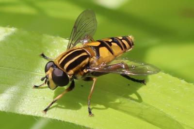 Helophilus pendulus