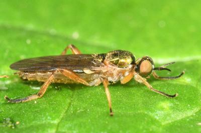 Chorisops tunisiae