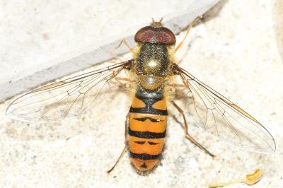 Episyrphus balteatus