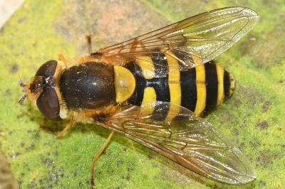 Syrphus ribesii