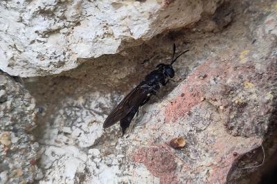 Hermetia illucens