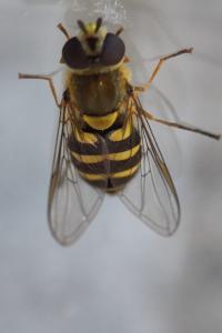 Syrphus vitripennis