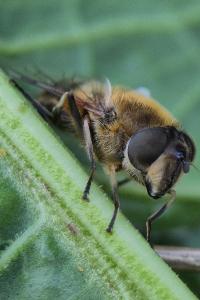 Eristalis similis