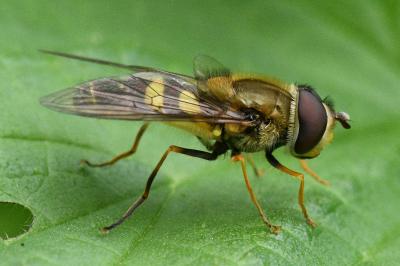 Syrphus vitripennis