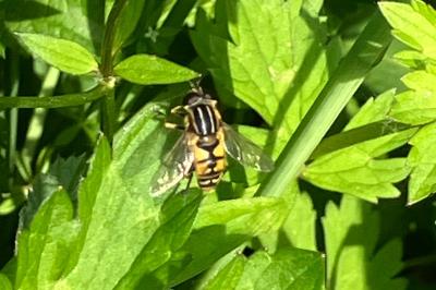 Helophilus pendulus