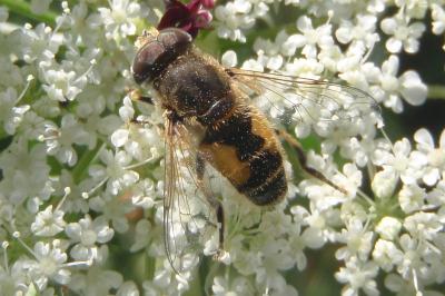 Eristalis arbustorum
