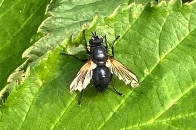 <i>Zophomyia temula</i>