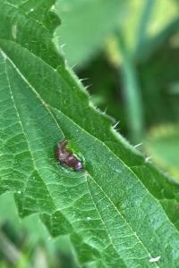 <i>Dasineura urticae</i>