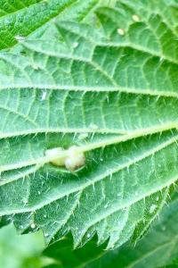 <i>Dasineura urticae</i>