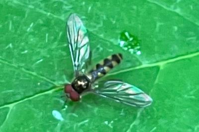 <i>Meliscaeva auricollis</i>