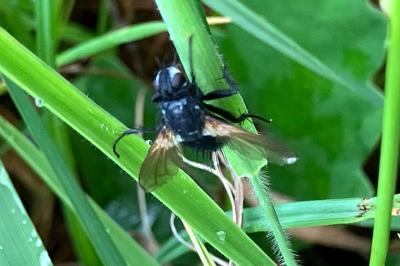 <i>Zophomyia temula</i>