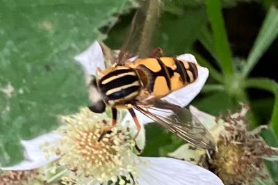 <i>Helophilus pendulus</i>