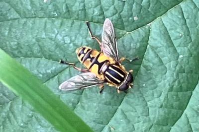 <i>Helophilus pendulus</i>