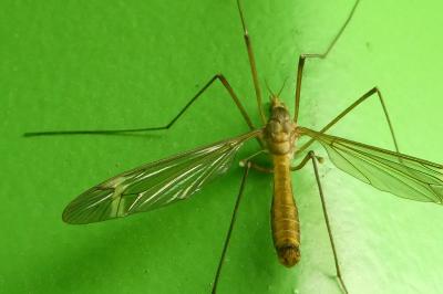 <i>Tipula</i>