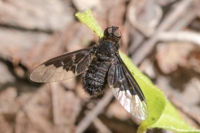 <i>Hemipenthes morio</i>