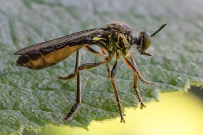 <i>Dioctria hyalipennis</i>