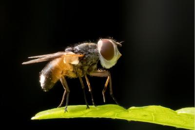 <i>Ectophasia</i>
