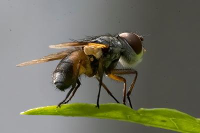 <i>Ectophasia</i>
