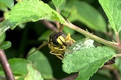 <i>Chrysotoxum cautum</i>