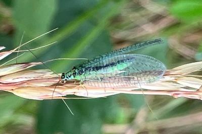 <i>Chrysopa perla</i>