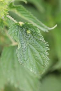 <i>Dasineura urticae</i>