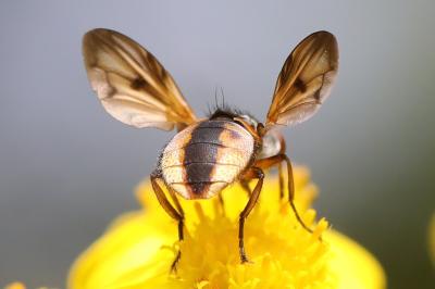 <i>Ectophasia crassipennis</i>