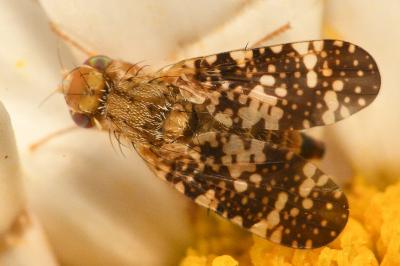 <i>Oxyna flavipennis</i>