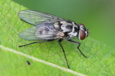 <i>Limnophora tigrina</i>