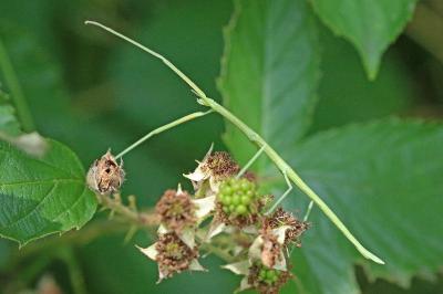 <i>Clonopsis gallica</i>