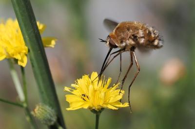 <i>Bombylius cruciatus</i>