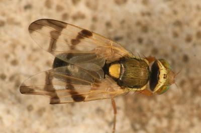 <i>Urophora stylata</i>