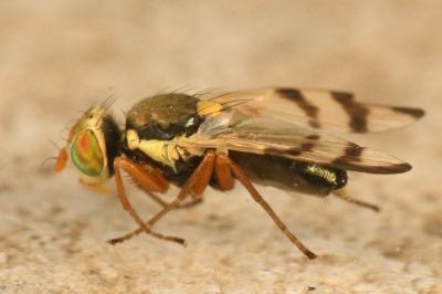 <i>Urophora stylata</i>