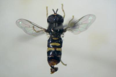 <i>Paragus quadrifasciatus</i>