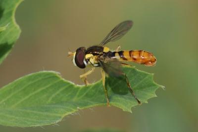 <i>Sphaerophoria rueppellii</i>