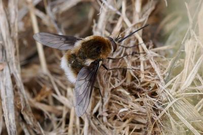 <i>Bombylius cruciatus</i>