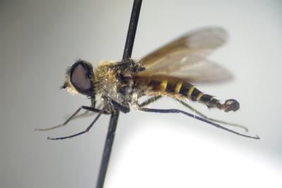 <i>Lomatia lateralis</i>