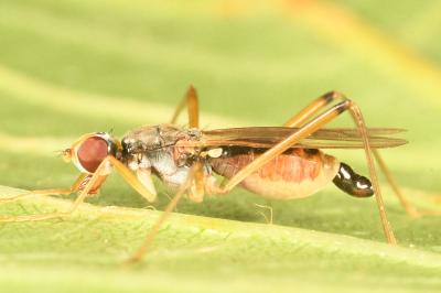 <i>Neria cibaria</i>
