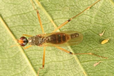 <i>Neria cibaria</i>