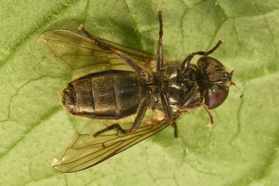 <i>Cheilosia</i>