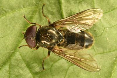 <i>Cheilosia</i>