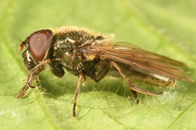 <i>Cheilosia</i>