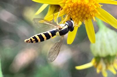 <i>Sphaerophoria</i>