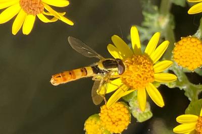 <i>Sphaerophoria scripta</i>