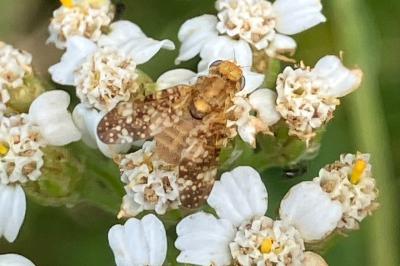 <i>Oxyna flavipennis</i>