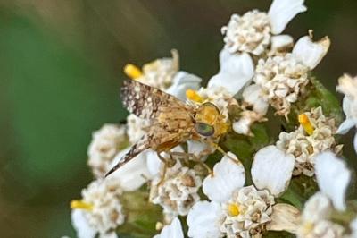 <i>Oxyna flavipennis</i>