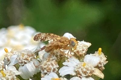 <i>Oxyna flavipennis</i>
