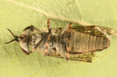 <i>Haematopota pluvialis</i>