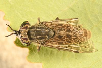 <i>Haematopota pluvialis</i>